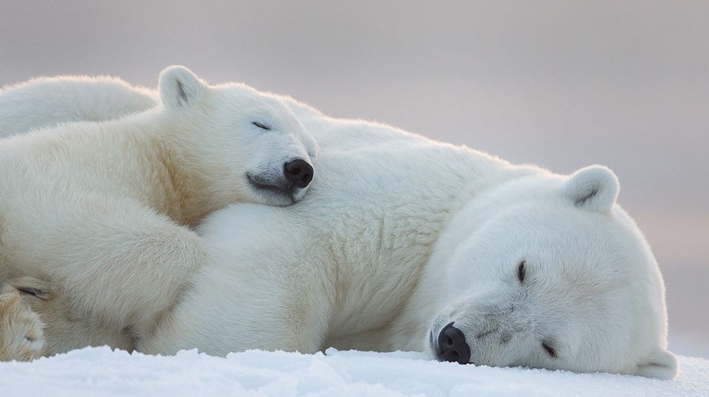 wolverxne:  At the Arctic National Wildlife Refuge in Alaska, wildlife photographer