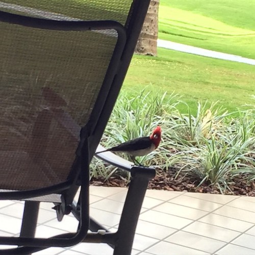 This bird like .. Aloha hululu So u got some bread or wuattt ku uipo !!! lol