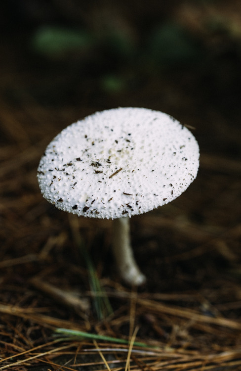 ariweinklephotography:Brella.