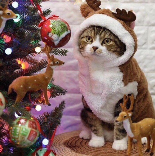 markv5: Новогодние коты :3…