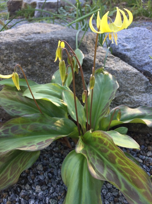 5-and-a-half-acres: I am pretty sure this is Erythronium tuolumnense “Pagoda”. For @ con