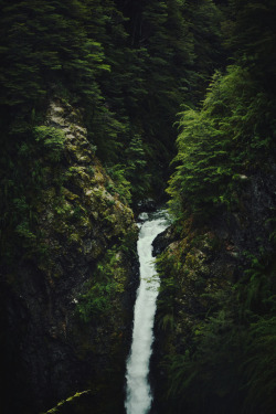 be-a-serial-killer:  ocevns:  vertical/vintage/nature