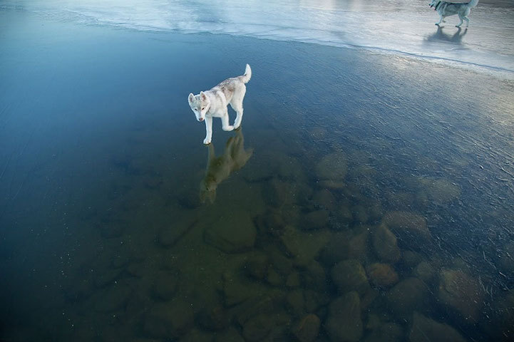 mymodernmet:Two Huskies Appear to Walk on Water Across the Surface of a Frozen Lake