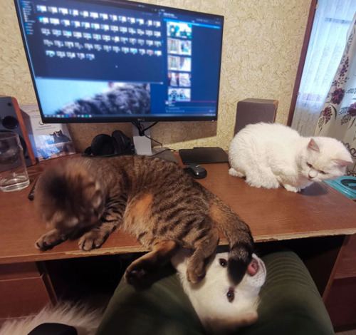 catasters:People Are Sharing How Their Pets Deal With Them Working From Home