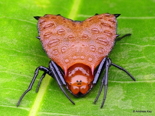 onenicebugperday:Thorned heart orbweaver, Micrathena clypeata, photographed in EcuadorPhotos by Andr