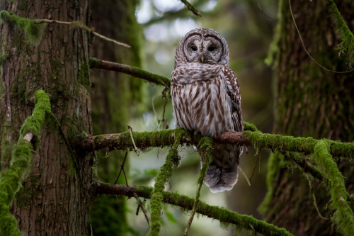90377:Barred Owl by Ken Shults