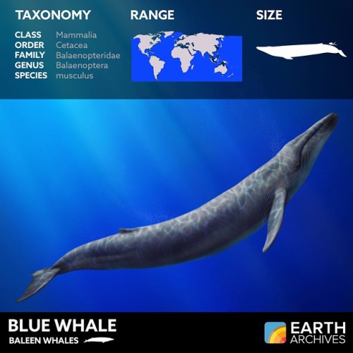 The last in our series of baleen whales, the blue whale is the biggest animal that has ever lived (t