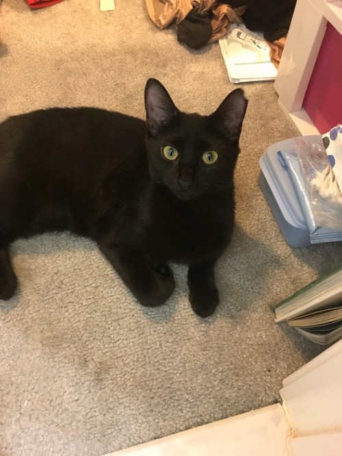 mycatstookovermylifehelp: Happy black cat appreciation day everyone! This is Olive, she’s abou