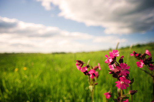 Wo die wilden Blumen blühen