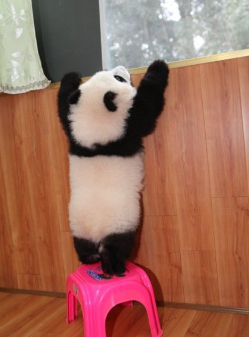 Baby Animal Posts