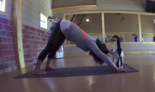 catsbeaversandducks:  Yoga Studio Opens Its Doors To Shelter Cats Hoping To Find A HomeIt’s (obviously) no secret that the company of cats is good for the soul, and that practicing yoga is too. But when the two come together, it’s a match made in