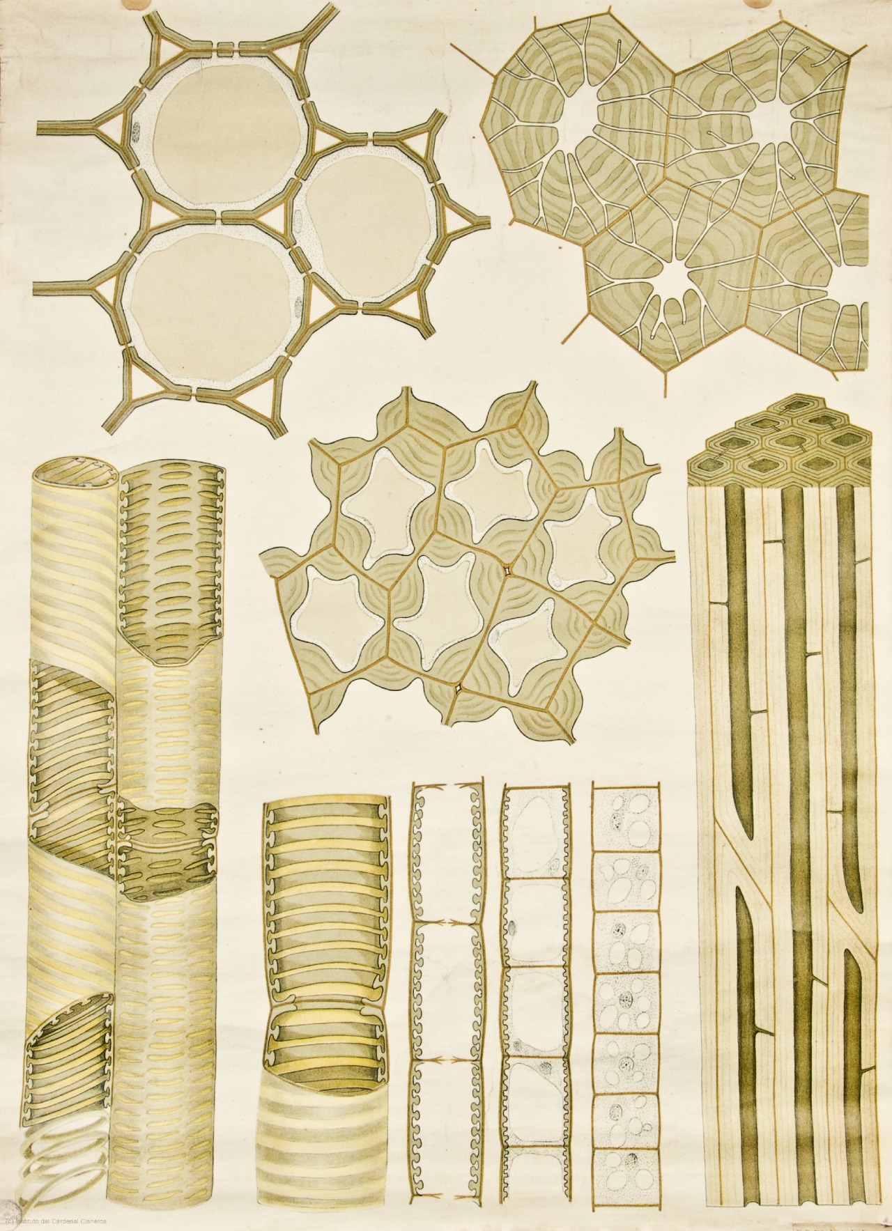 vergeten-plant:   Anatomy of plant cells 