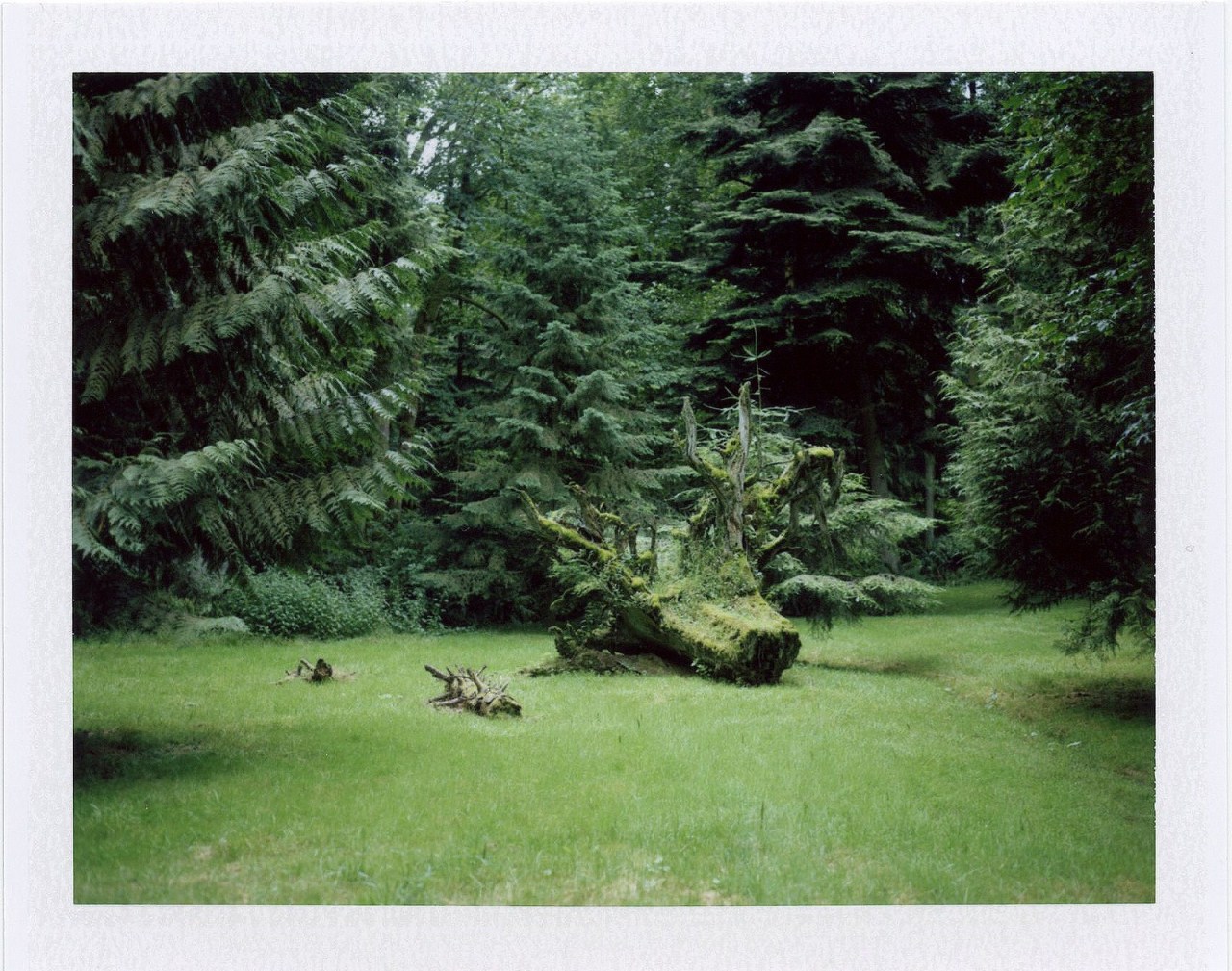 lvndcity:  By Molly | Orangette (2012) Washington, US 