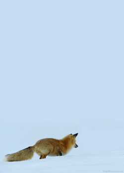 Headlikeanorange:  A Fox Hunting Mice Under The Snow. (North America - Discovery