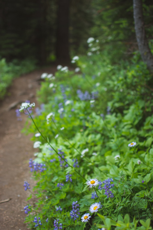 Alpine Aster