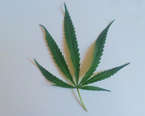 710kitty: cannabis sativa • cannabis indica