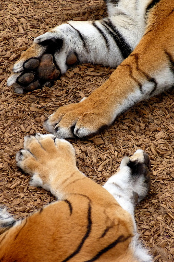 r2&ndash;d2:  Tiger Paws By oldogs 
