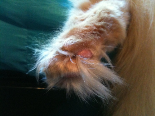 Duddy&rsquo;s Floofy Paw (by noonoomon)