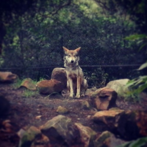 Mexican wolf. Chapultepec Zoo, Mexico City. July, 2014.