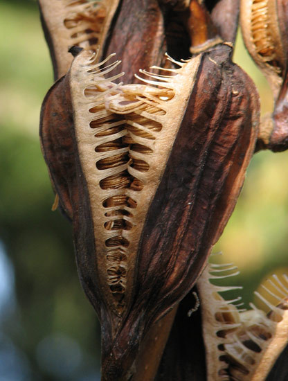 sixpenceee:  The creepy looking plants are actually the seed pods of the Giant Himalayan