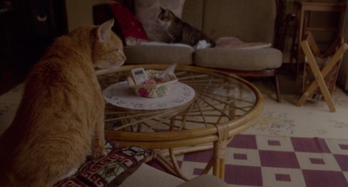 cinematic-art:“Feeling lonely? I’ll lend you a cat.”— Rent A Cat レンタネコ (2012