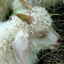 deardeerlamb