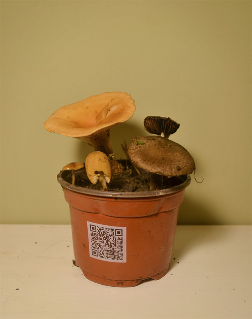 taniakerins:LOOK AT ALL THESE MUSHROOMS I FOUND (and the elusive Aminita!). I plan to go out tomorro