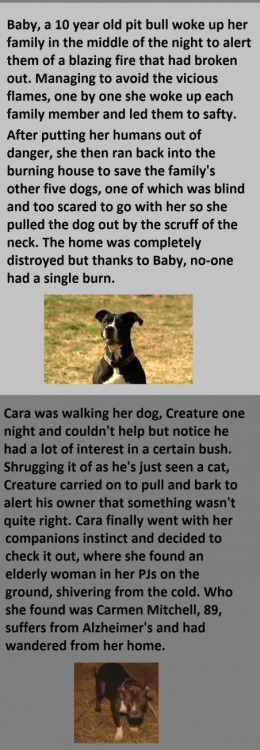 faintedincoils:  cruelbl00m:  cookiexslut:  I’m such a sap I teared up so hard while reading this. Pits don’t deserve the mistreatment they get, they’re such sweet babies.  My sweet babe wouldn’t ever hurt someone unless I was in real danger.