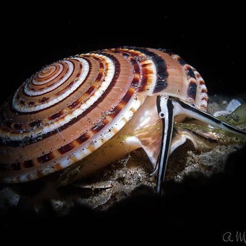 ainawgsd:    Architectonica perspectiva, common name the clear or perspective sundial shell, is a species of sea snail, a marine gastropod mollusk in the family Architectonicidae, which are known as the staircase shells or sundials.  The snail is common