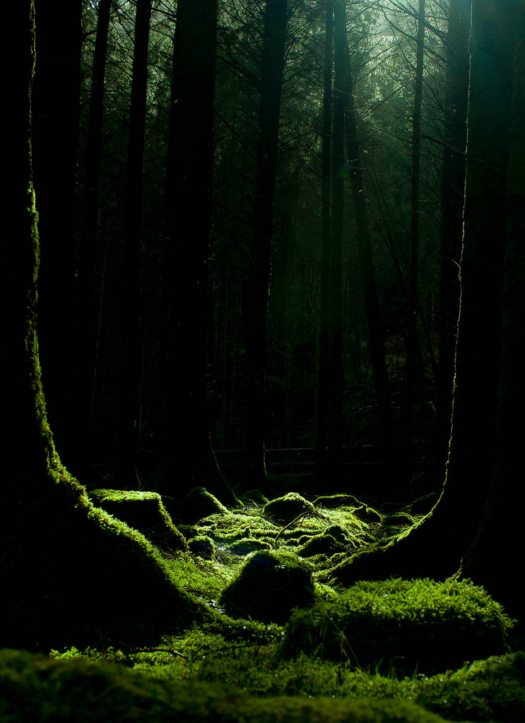 firmamente:  Moss &amp; Trees by dog_by_day 
