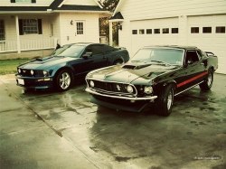 Ford Mustangs