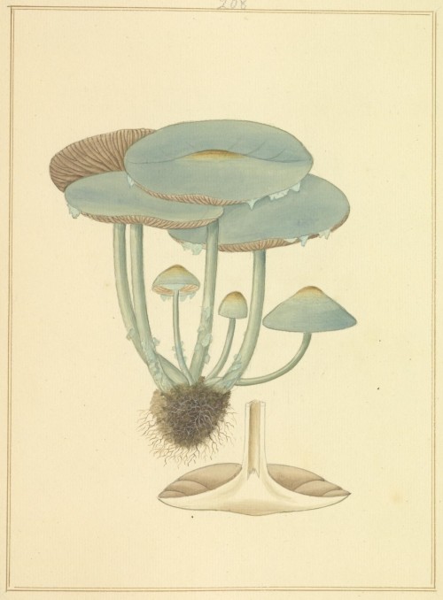 histsciart: Blue Roundhead Mushrooms Stropharia cyanea. SciArt by James Bolton from his Ic