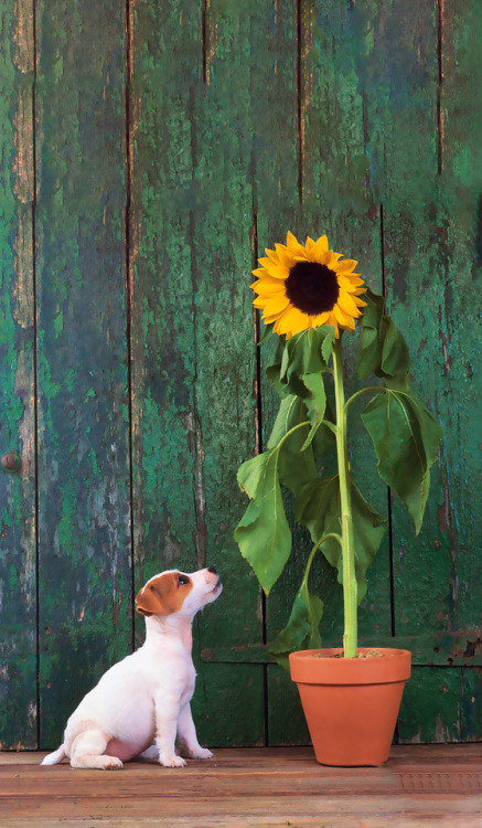 dayanafrias01:  Girasoles 🌻+ Perros 🐶