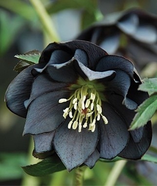 jayrockin:  Lenten Roses - Onyx Odyssey variety, doubled and undoubled 