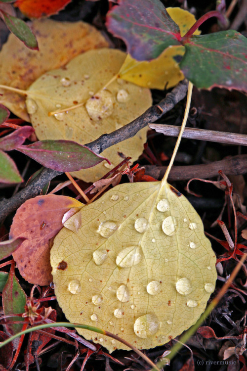 Freshly fallen Aspen leaves, Bridger Teton National Forest, Wyomingby riverwindphotography, October 