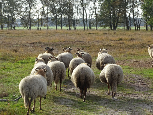 veiligplekje: Drenthe Heath Sheep