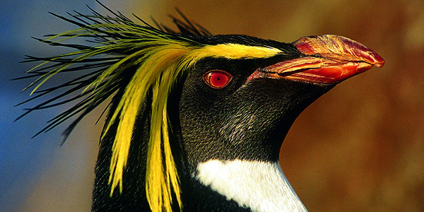 Rockhopper penguin by Edinburgh Zoo Official on Flickr.