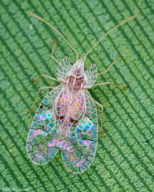 blue–folder:  Lace bug (Stephanitis typicus) looks like stained glass