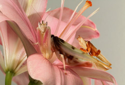 pocula:  Orchid Mantis Couple by Scott Cromwell