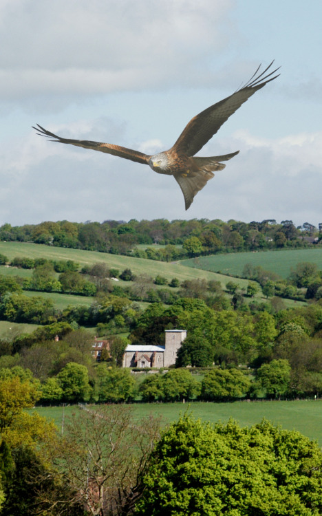 pagewoman:Red Kite, Chiltern Hills, Buckinghamshire, Englandby Gerry Whitlow