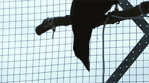 karanan:  starrypawz:  zerostatereflex:  Crow solves an 8 step process. Crows are