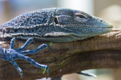 thepredatorblog:  Blue-spotted tree monitor (by Tambako the Jaguar) 