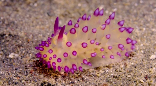 i-wished-i-would-so-i-did:wapiti3:Nudibranchs (sea slugs)@glumshoe