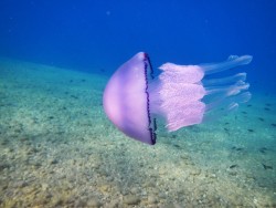 lifeunderthewaves:  Jellyfish by TheoSia Sea life 