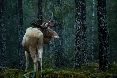 megarah-moon:“Albino Moose” byJohan Brunzell