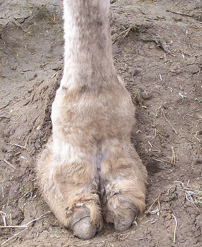 camel toe, graphic description