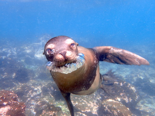 girlwithalessonplan: hisnamewasbeanni: twohungrytourists: I LOVE SEA LIONS They’re pretty much