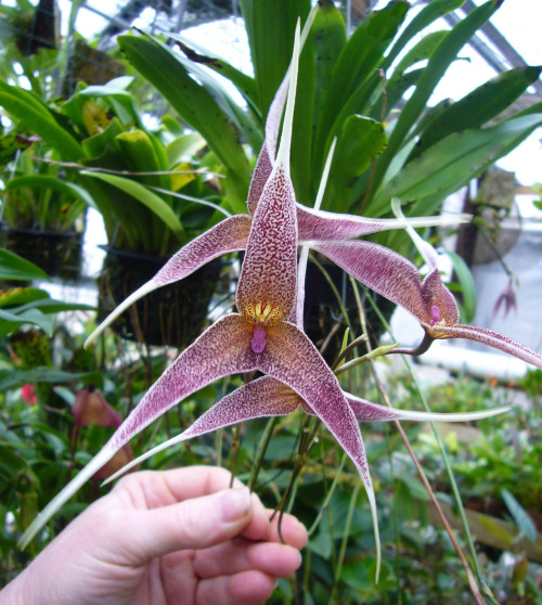 orchid-a-day:  Dracula spectrumSyn.: Masdevallia spectrum; Masdevallia platycrater; Masdevallia lowii; Dracula lowii; Dracula platycraterJanuary 17, 2020