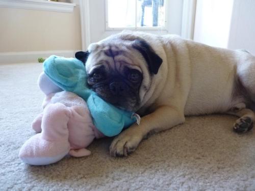 aydenburd:  My dad’s cute old pug Dodger, for handsomedogs “Toy-filled Tuesday”