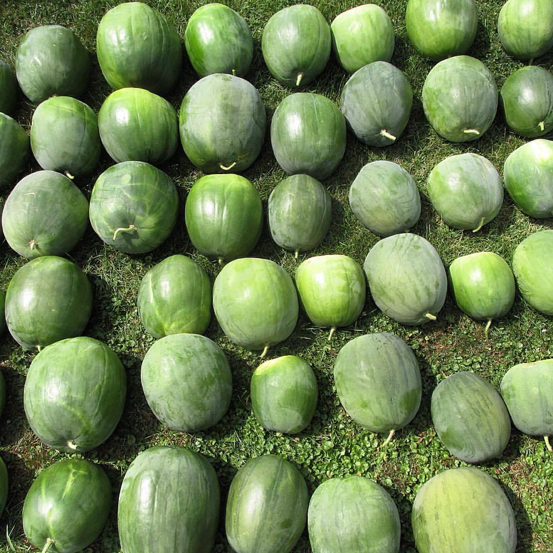 Makataan Preserving Melon. Citrullus lanatus. I harvested 52 of these big watermelons yesterday, which is why my back is hurting today! They have light yellow (almost white) flesh and bright red seeds, which are rich in antioxidants, vitamin c,...